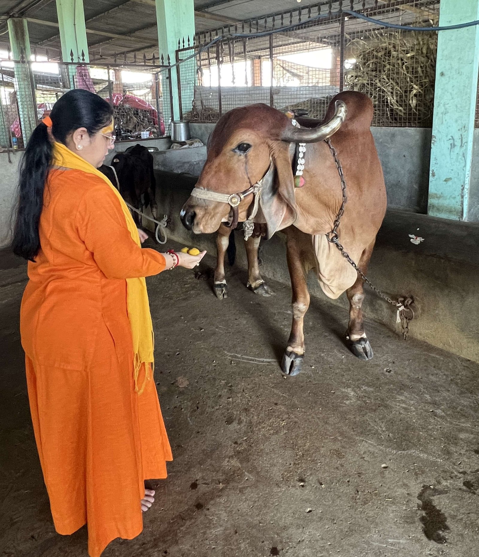 Gaushala photo