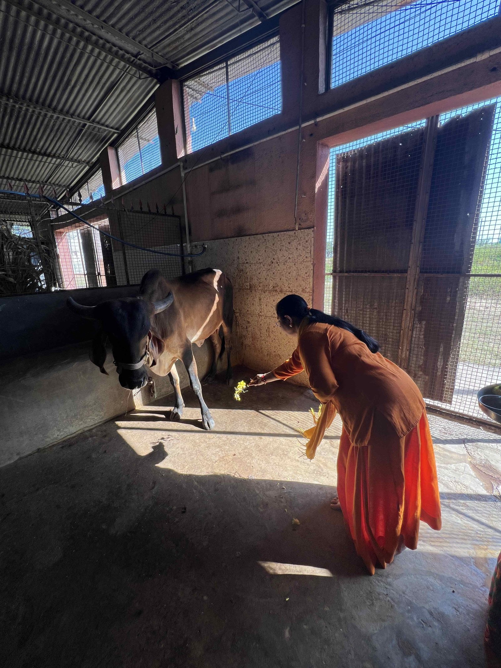 Gaushala photo