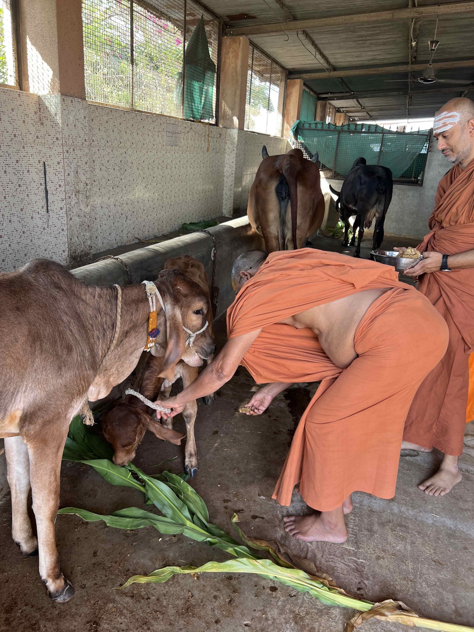 Gaushala photo